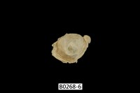 藏品(日本石咸蛤 )的圖片